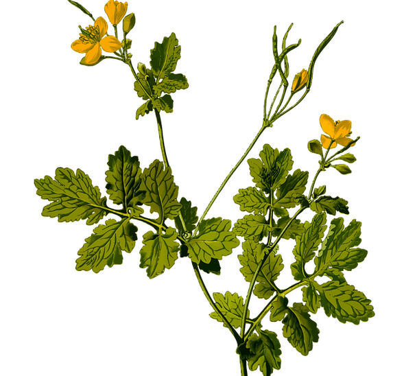 gizonezkoetan barrabiletako mina arintzeko belarra